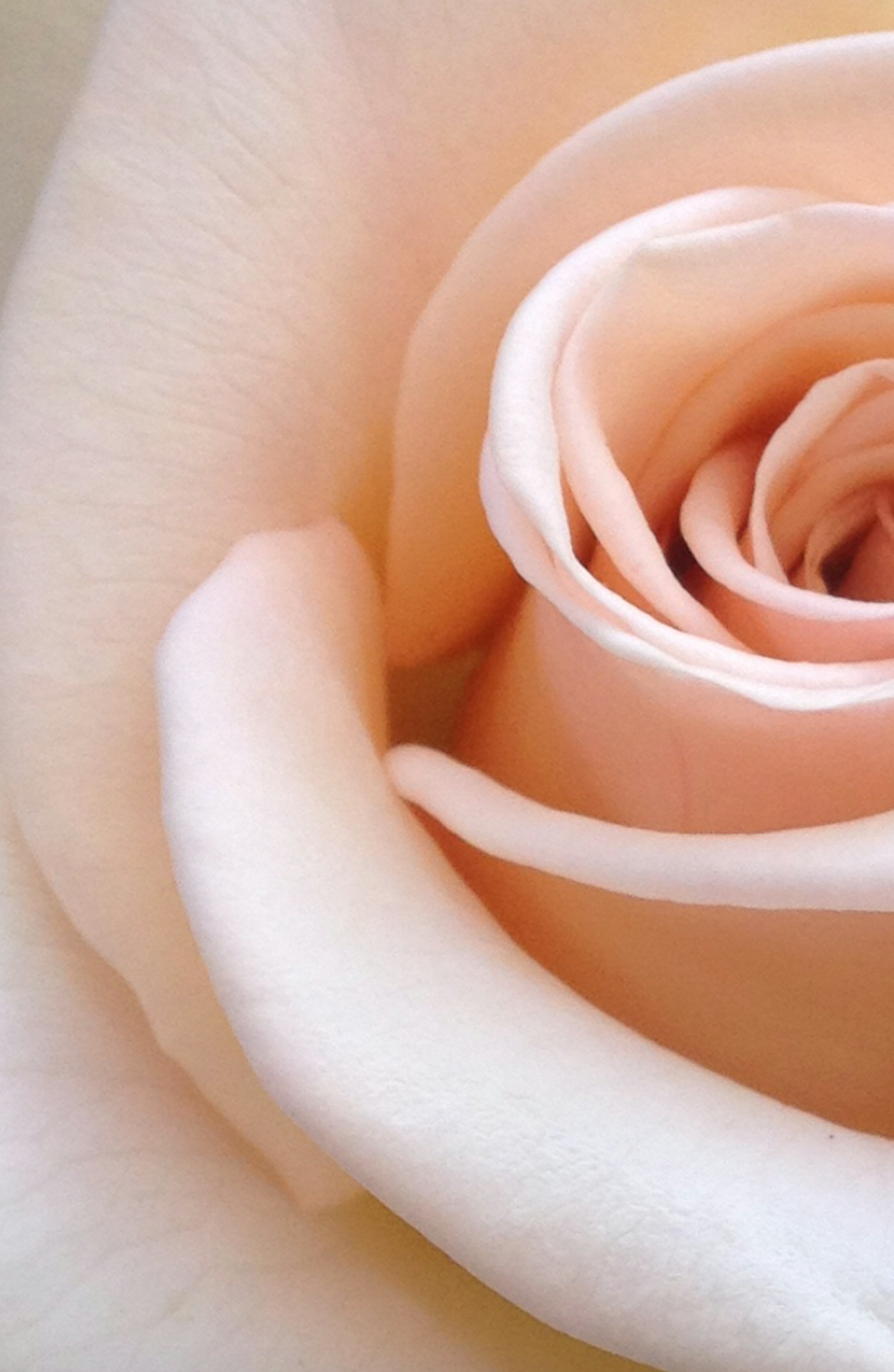Rose Woods Signature Candle (*Online Exclusive)