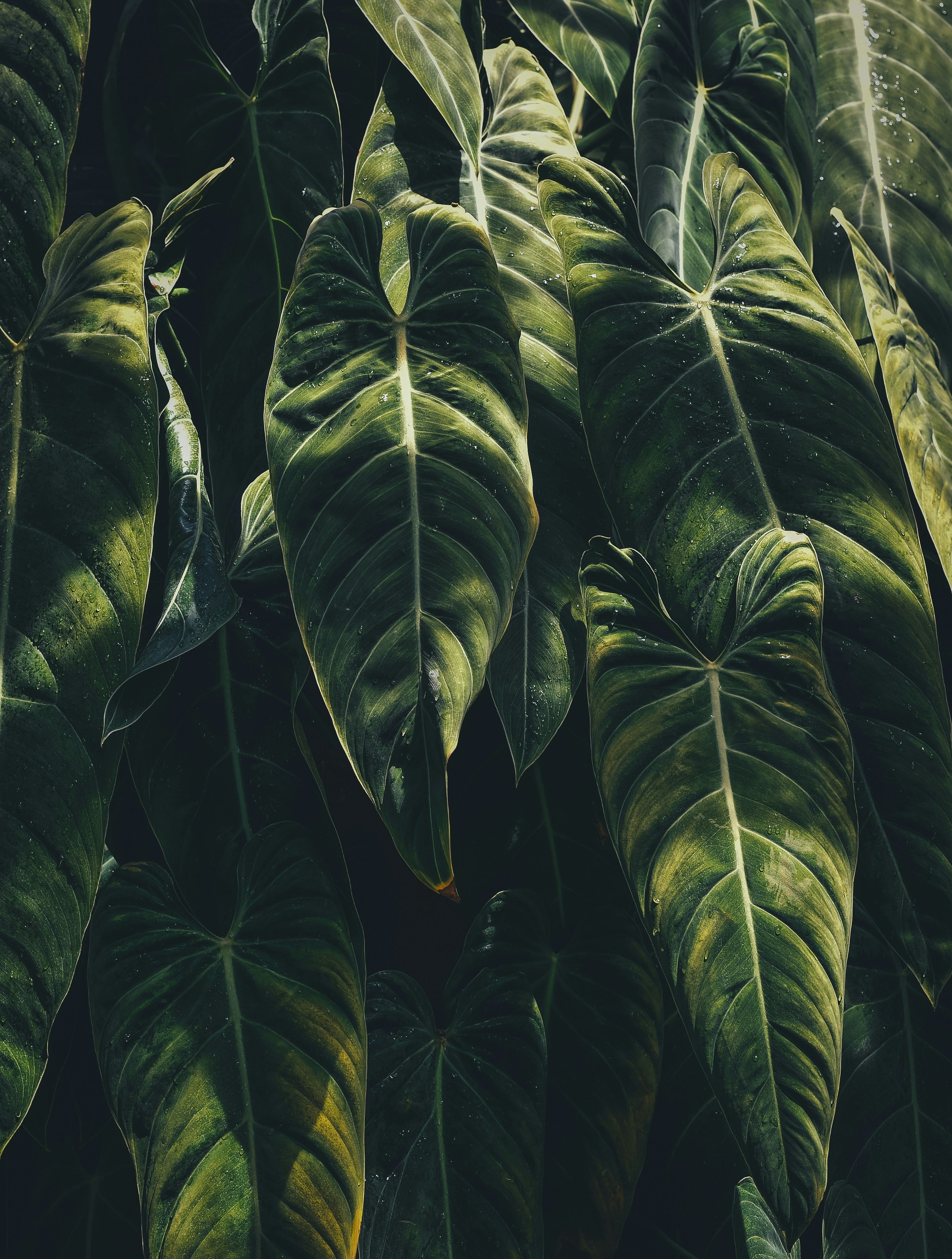 Earthy | Fresh